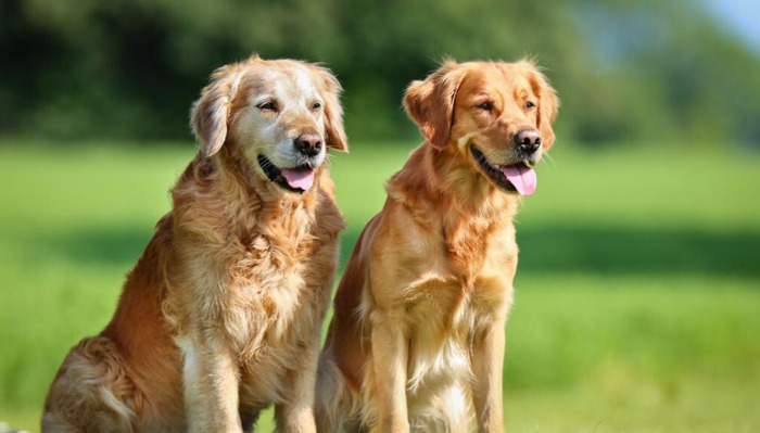 金毛训练技巧【如何让金毛】