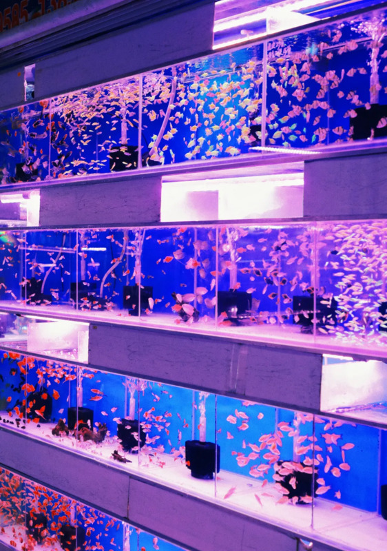 南京最大的服装批发市场在哪【南京女装批发市场服装在哪里】