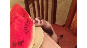 富婆快乐球快乐四件套【富婆快乐球是什么梗】