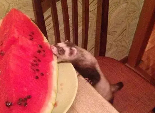 富婆快乐球快乐四件套【富婆快乐球是什么梗】