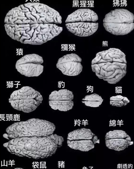 富婆快乐球快乐四件套富婆快乐球是什么梗