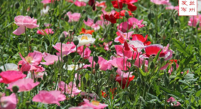 兰州最新消息今天兰州市七里河区哪里有玩【兰州最新消息】