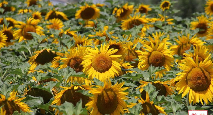 兰州最新消息今天兰州市七里河区哪里有玩【兰州最新消息】