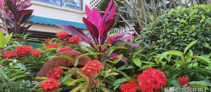 西双版纳在哪里租房生活比较便利【西双版纳租房贵不贵】