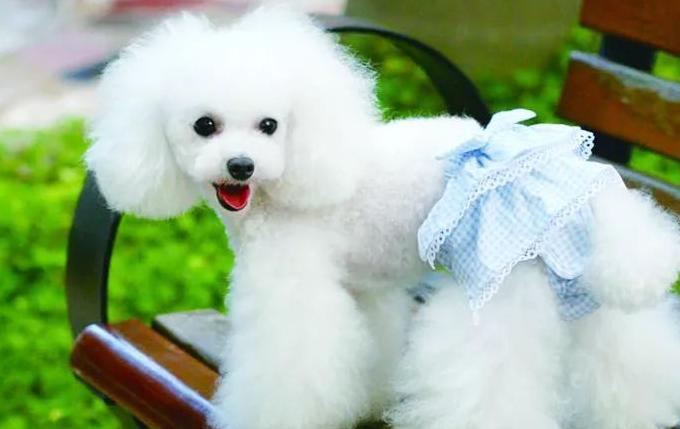 用口罩自制狗狗生理裤【口罩自制狗狗生理裤】