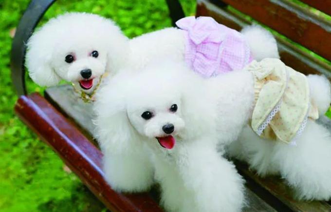 用口罩自制狗狗生理裤【口罩自制狗狗生理裤】