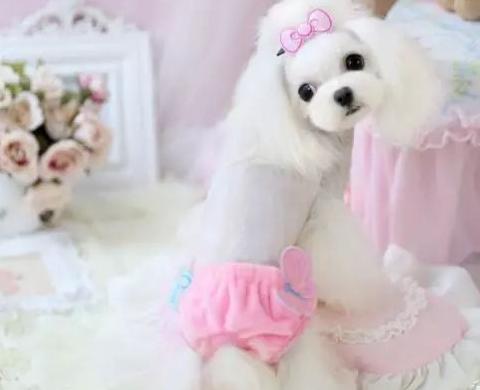 用口罩自制狗狗生理裤【口罩自制狗狗生理裤】