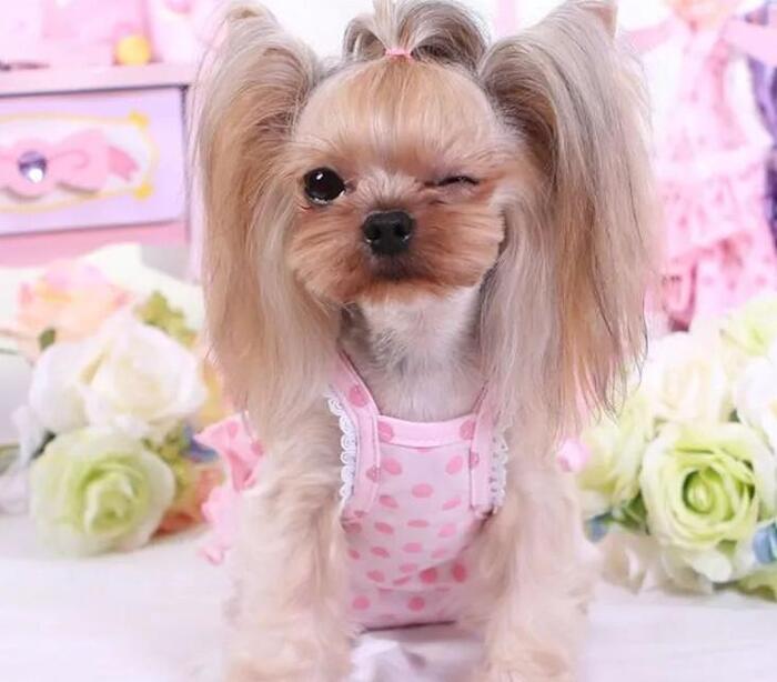 用口罩自制狗狗生理裤【口罩自制狗狗生理裤】