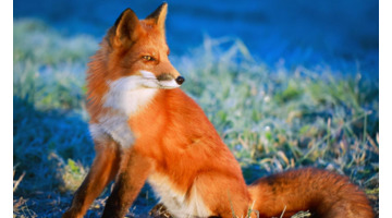 最有狐狸精潜质的星座女【像狐狸精一样的星座女】