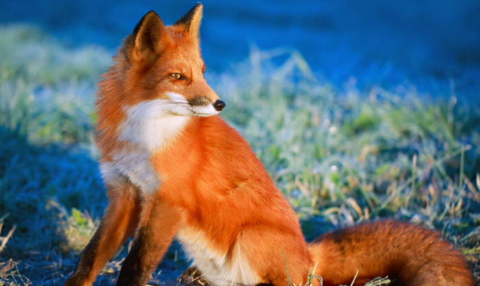 最有狐狸精潜质的星座女【像狐狸精一样的星座女】