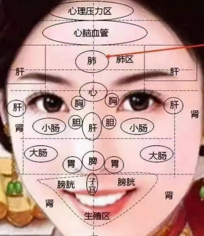 人体面部结构图侧面【人体面部结构图分布图】