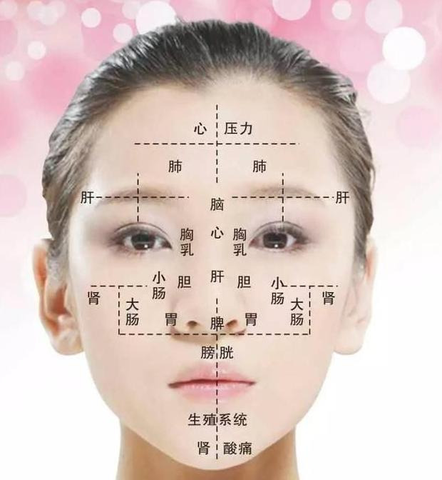 人体面部结构图侧面【人体面部结构图分布图】