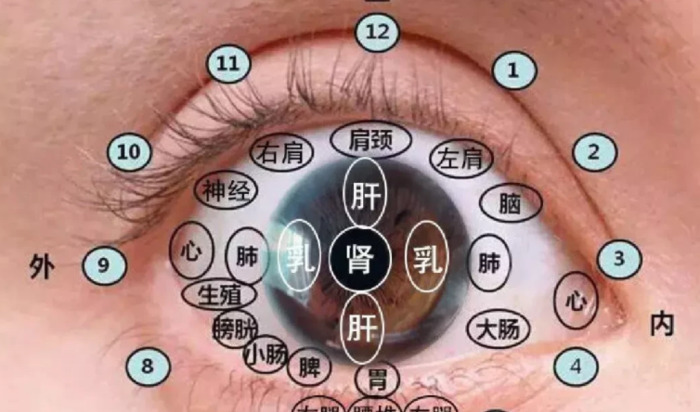 人体面部结构图侧面【人体面部结构图分布图】