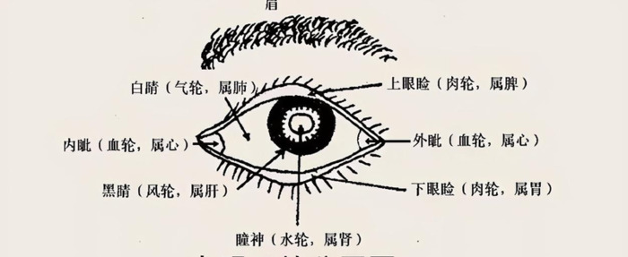 人体面部结构图侧面【人体面部结构图分布图】