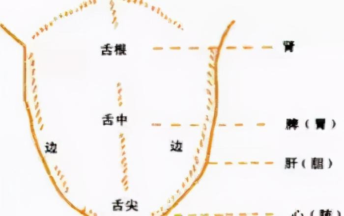 人体面部结构图侧面【人体面部结构图分布图】