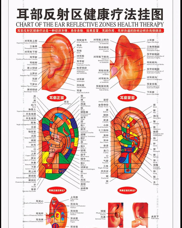 人体面部结构图侧面【人体面部结构图分布图】