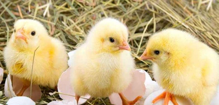 综合展示家长评语【综合展示厅,课外识字和大人一起读时】