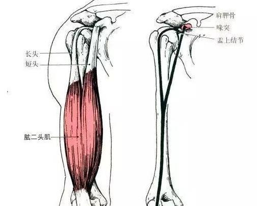 手臂肌肉图片大全图解【手臂肌肉图谱】