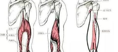 手臂肌肉图片大全图解【手臂肌肉图谱】