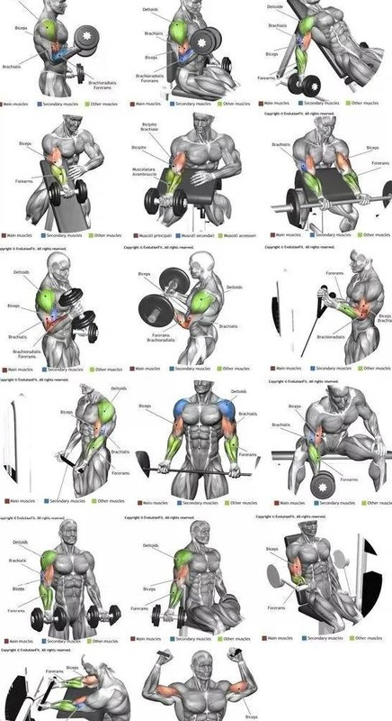 手臂肌肉图片大全图解【手臂肌肉图谱】