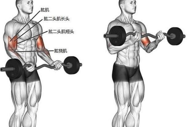 手臂肌肉图片大全图解【手臂肌肉图谱】