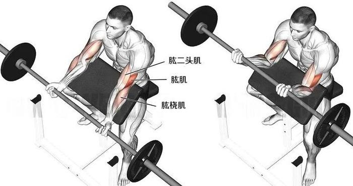 手臂肌肉图片大全图解【手臂肌肉图谱】