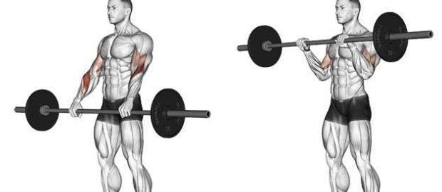 手臂肌肉图片大全图解【手臂肌肉图谱】