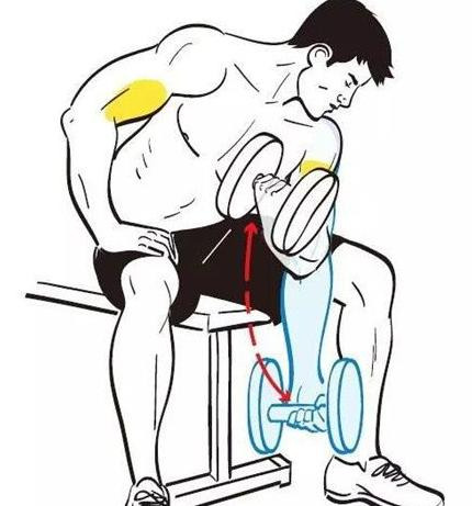 手臂肌肉图片大全图解【手臂肌肉图谱】