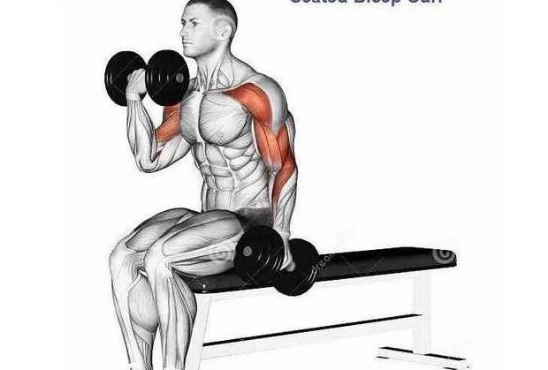 手臂肌肉图片大全图解【手臂肌肉图谱】