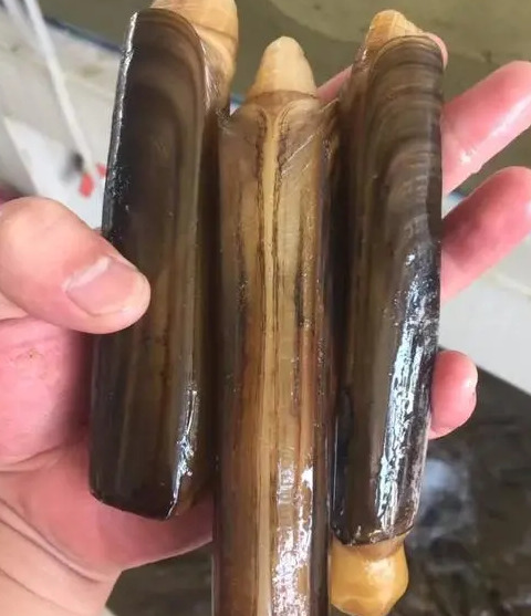 刘家湾赶海园什么时间去合适【刘家湾赶海最佳时间】