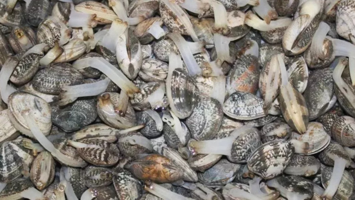 刘家湾赶海园什么时间去合适【刘家湾赶海最佳时间】