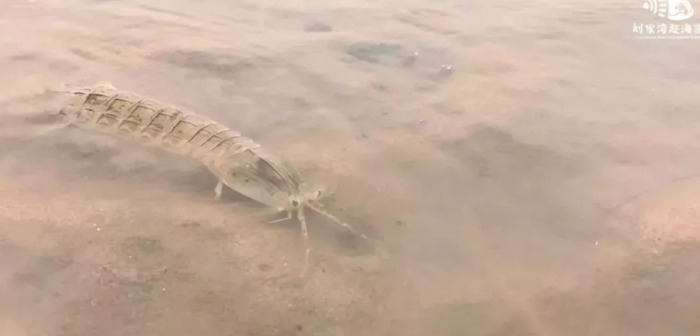 刘家湾赶海园什么时间去合适【刘家湾赶海最佳时间】