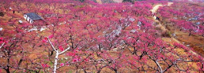 八字什么桃花威力大【八字各种桃花的威力】