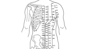 肚子的经络位置图【肚子准确位置图片】
