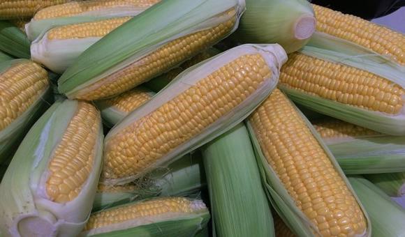 女人能吃核桃吗【女人常吃核桃好吗】