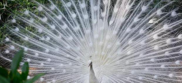 聚龙小镇聚龙岛门票多少钱【聚龙岛旅游攻略】