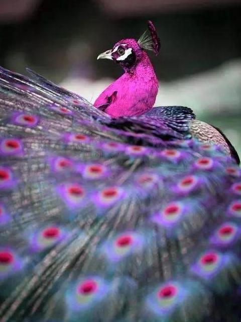 聚龙小镇聚龙岛门票多少钱【聚龙岛旅游攻略】