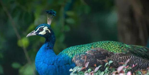 聚龙小镇聚龙岛门票多少钱【聚龙岛旅游攻略】