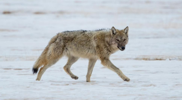狼二则原文及翻译其三【狼二则原文及翻译拼音】