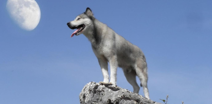 狼二则原文及翻译其三【狼二则原文及翻译拼音】