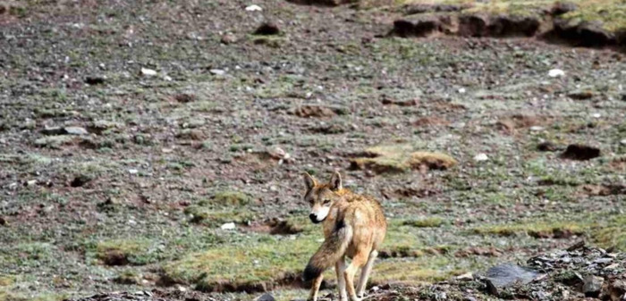 狼二则原文及翻译其三【狼二则原文及翻译拼音】