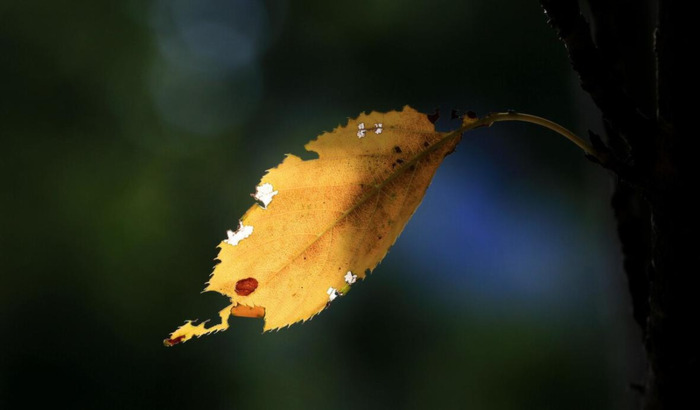 梁氏logo设计图案创意