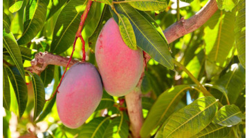 顺丰冷链配送价格表【顺丰冷链收费标准】