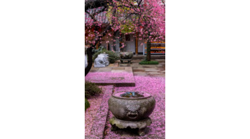 落红满地图片大全【红苹果图库满地红图片】