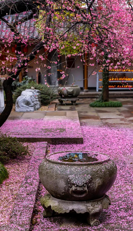 落红满地图片大全【红苹果图库满地红图片】