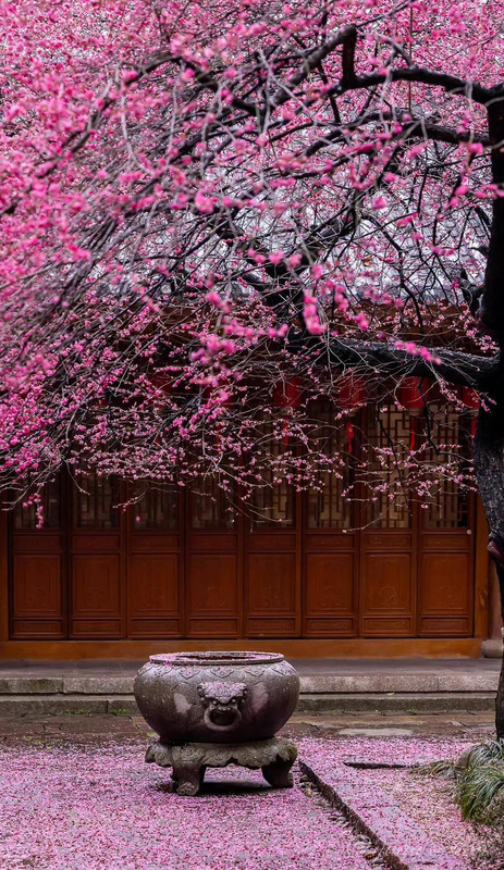 落红满地图片大全【红苹果图库满地红图片】