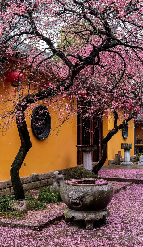 落红满地图片大全【红苹果图库满地红图片】