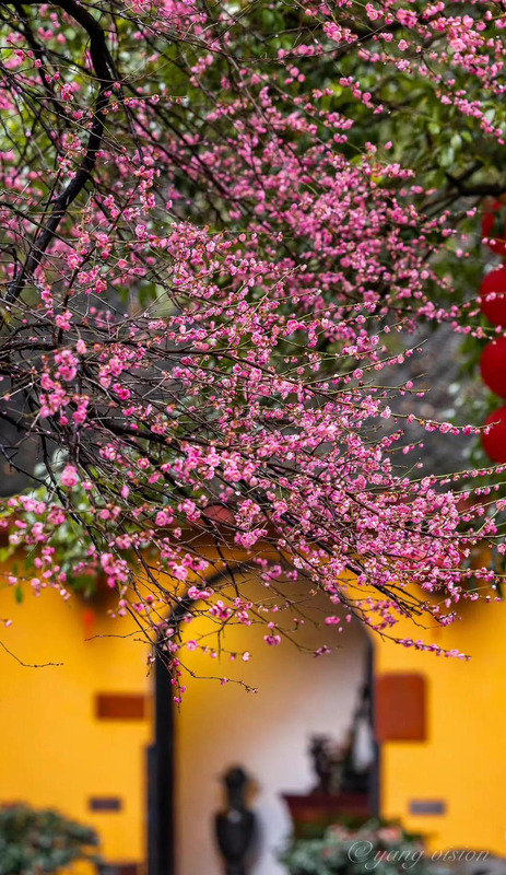 落红满地图片大全【红苹果图库满地红图片】