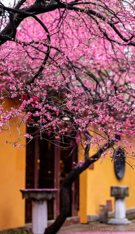 落红满地图片大全【红苹果图库满地红图片】