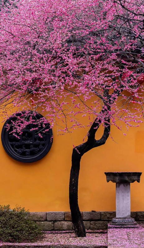 落红满地图片大全【红苹果图库满地红图片】